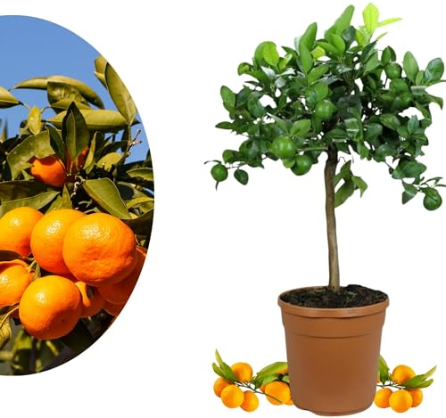 Meine Orangerie Satsuma Mandarine Mezzo - echter Citrusbaum - 70 bis 100 cm - veredelter Zitronenbaum im 8 Liter Topf - Citrus Unshiu - Fruchtreife Mandarinen Pflanze in Gärtnerqualität