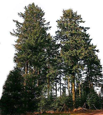 10.000 Samen Gewöhnliche Douglasie (Pseudotsuga menziesii) *Größtes Exemplar war 133 Meter hoch*