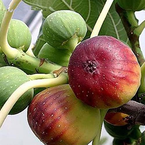 Saterkali Feigen-Ficus-Carica-Samen, 100 Stück Feigen-Ficus-Carica-Samen, Hausgarten, Hof, Obst, Pflanze, Bonsai-Dekor Feigensamen