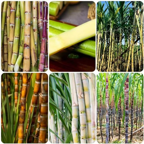 1000 pcs zuckerrohr pflanze samen - obstbaum plant saatgut geschenk,Saccharum officinarum, nachhaltige geschenke für frauen exotische früchte topfpflanzen draußen winterhart säulenobstbäume