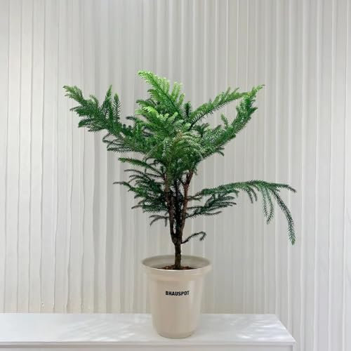 10 Pc Semillas De Araucaria - Araucaria Heterophylla - Plantas De Hoja Perenne Resistentes, Kit De Cultivo De Bonsái. Semillas De Araucaria Araucana, Plantas Exóticas Resistentes,