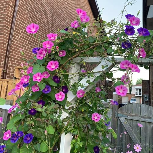 300 pcs Prunkwinde Samen Mehrjährig Klettern - Rankpflanzen Winterhart Trichterwinde Samen Mehrjährig, Kletternde Samen Blumensamen Balkonkasten Tägliche Sorten, Die Für Die Gartenarbeit