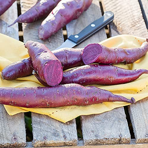 Sweet Potato 'Erato Violet'. Plug Plant x 3. Tasty Root Vegetable with Purple Skin and Flesh. Yam. Available from Bedwen Plants
