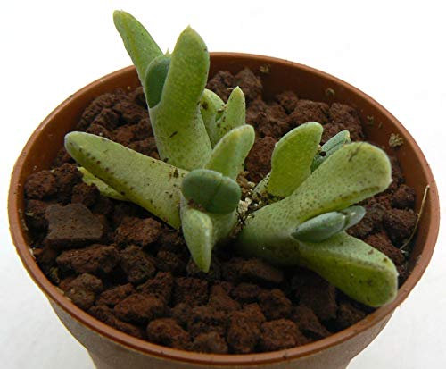 Portal Cool Cheiridopsis SP 487 Hoitsmyn Rif kann Nicht 5,5 cm Adromischus Copiapo Ariocarpus