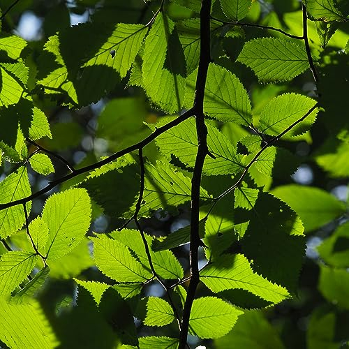 25 pcs Ulme Samen, Grünpflanzen Zimmerpflanzen (Ulmus pumila) Exotische Zimmerpflanzen Winterharte Pflanzen Für Garten Zimmerbonsai Bonsai Echte Pflanzen Für Drinnen Pflanzen Für Sehr