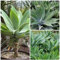 Portal Cool 10 Samen der Agave attenuata Sukkulenten, Kakteen, Sukkulenten Seed C