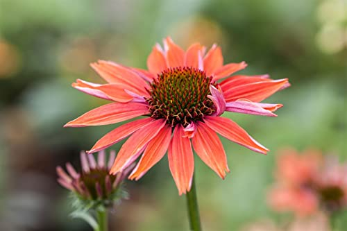 Echinacea purpurea 'Sundown' -R- ca. 11x11 cm Topf - Purpur-Sonnenhut, orange Blüten, Blütezeit Juli-September, ideal für Beete, bienenfreundlich, pflegeleicht