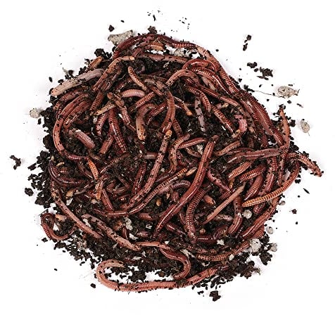 Natursache Dendrobena-Würmer lebend, 100 Stk./Box I Lebender Angelköder für Forelle, Lachs, Aal, Barsch, Hecht, Karpfen & alle anderen Arten von Weißfischen I Ideales Zubehör für Angler