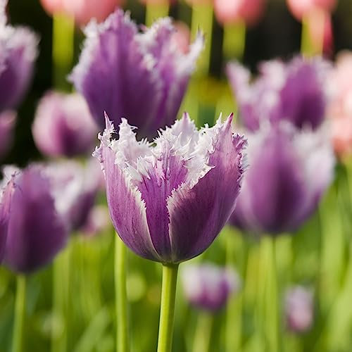 2 Pcs tulpen zwiebeln winterhart mehrjährig - tulpenzwiebeln - balkonpflanzen deko blumen, (Tulipa gesneriana) gartendeko für draußen blumenzwiebeln frühblüher geschenke garten balkon
