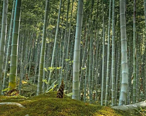 Riesenbambus Samen, Moso Bambus, Phyllostachys edulis, NEU ERNTE Oktober 2025 (100 Samen)