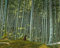 Riesenbambus Samen, Moso Bambus, Phyllostachys edulis, NEU ERNTE Oktober 2024 (100 Samen)