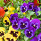 Pansy Plants, 'Multi-Coloured' Mix, 40 x Full Plant Pack, Bedding Plants, Garden Flowers, Large 40 Pack, Garden Ready and Ready to Plant, Pansies, Premium Quality Flowers