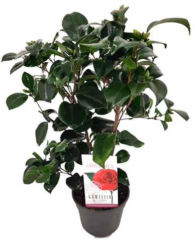 Plant in a Box - Camellia japonica Lady Campbell - Rosa japonesa - Planta de camelia resistente - Maceta 15cm - Altura 50-60cm
