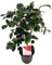 Plant in a Box - Camellia japonica 'Lady Campbell' - Japanische Rose - Kamelie pflanze Winterhart - Topf 15cm - Höhe 50-60cm