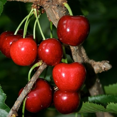 Pianta vera di Ciliegio Celeste - Diametro Vaso Ø 20 cm