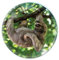Deluxebase Magnidome Sloth Fridge Magnet – Crystal Glass Dome Animal Magnets for Fridges, Decorative Strong Magnet for Kitchen Accessories, Novelty Gifts and Cute Home Decor.