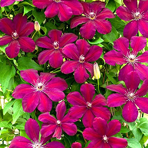 GardenersDream Clematis Rouge Cardinal - Karminrote Kletterpflanzen Winterhart - Clematis Winterhart Mehrjährig Pflanze - Balkon Pflanzen Samtrot