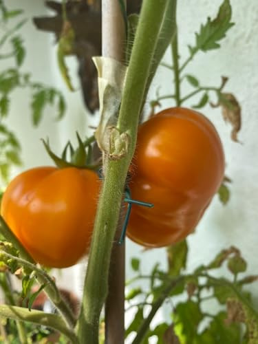 Tomate Mammoth German Gold Samen, 10 Stück, Heirloom Tomatensamen, Nährstoffreiche Gut Durchlässige Erde, Hohe Keimrate
