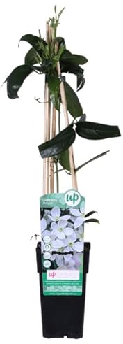 Armands Waldrebe Clematis armandii Immergrune Clematis Weiss 15cm ca. | ca. 65cm hoch