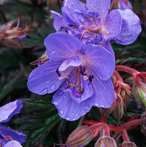 Geranium pratense ‘Cloud Nine’- Bushy Perennial That is Ready to Plant Out- Comes Back Every Year (Hardy) - Flowers from Summer to Autumn-Attracts Bees (Middleton Nurseries) (1 Litre(13cm Pot))