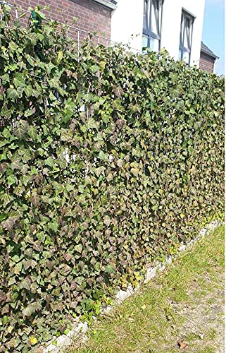 Efeu Pflanzen für 1 Meter Sichtschutz Hecke - blickdichter und pflegeleichter Sichtschutz, immergrün und Winterhart - verschiedene Starthöhen wählbar (6, 40-60 cm)