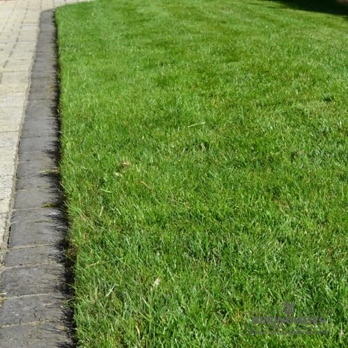 Generisch 10 kg Rasenmischung für Mähroboter - für 400 m² - Grassamen - Premium Rasensamenmit mit 7,5% Poa supina - Neunalage - Nachsaat