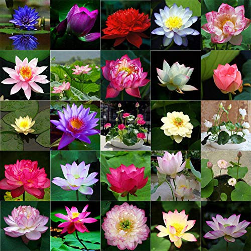 Lot de 10 graines de lotus pour l'eau, plantes d'étang résistantes, graines de lotus hydroponiques, décoration florale pour jardin et maison (Mixte)