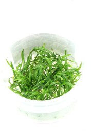 Lilaeopsis brasiliensis (Cap)