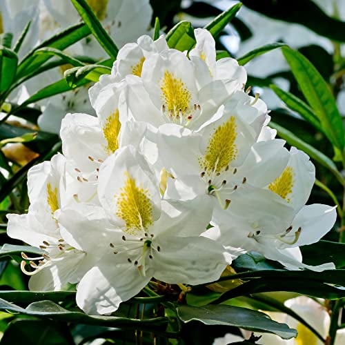 Rhododendron Madame Masson Evergreen Outdoor Garden Shrub White Yellow Flowering Plant in Pot