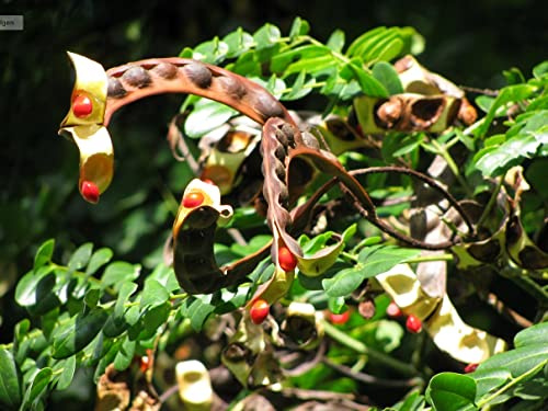 10 Samen Adenanthera Pavonina Red Sandelholzbaum durch Wahrnehmung des Lebens (2)
