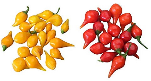 Biquinho MIX 20 Samen -Der Mini Chili ohne Schärfe- Tolle Fruchtform