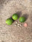PLAT FIRM SEMILLAS DE GERMINACION: Key Lime - 5 SEMILLAS FRESCAS - Variedad más pequeña - ¡Plante su propio árbol frutal enano!