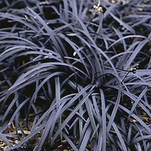 Ophiopogon Planiscapus 'Nigrescens' (Black Grass) Perennial 9cm Pot Plants Pack X3
