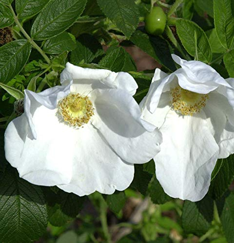 weiße Apfelrose 40-60cm - Rosa rugosa alba - lebende Gartenpflanze aus den Baumschulen