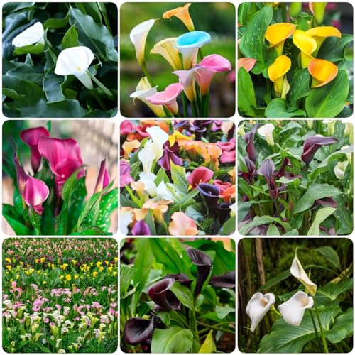 9 pcs calla lilien zwiebeln - Zantedeschia aethiopica, blumenzwiebeln frühblüher Hydrokultur calla zwiebeln,Calla Lilie, zimmergewächshaus anzucht flowers bienen wiese geschenke für