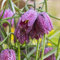 schachbrettblume zwiebeln, Fritillaria Knollen gartenpflanzen exotische pflanzen stauden winterhart mehrjährig, zimmerpflanzen herbstaussaat draußen gartenblumen Zierblumen zwiebeln 2pcs