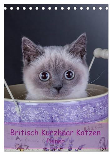 Britisch Kurzhaar Katzen - Planer (Tischkalender 2026 DIN A5 hoch), CALVENDO Monatskalender: Britisch Kurzhaar Katzen Herzensbrecher auf 4 Pfoten Terminplaner (CALVENDO Tiere)