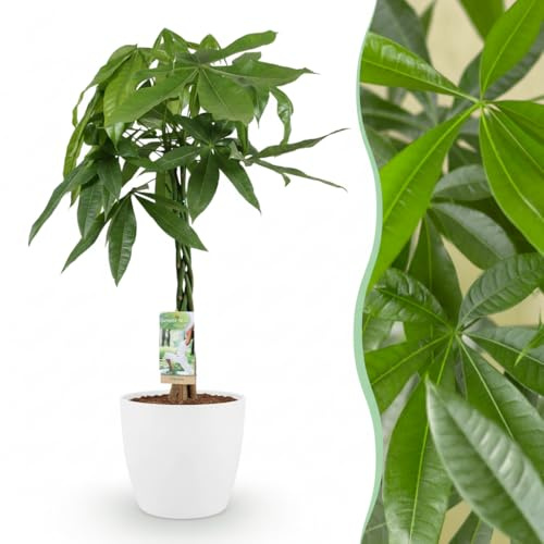Green boutiQ - Plante d'intérieur - Arbre à monnaie - Pachira Aquatica - Vert - Entretien facile - 1 Plante - avec Potter Blanc - Pot 21cm - Hauteur 75-85cm