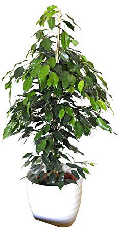 Planta de interior - Planta para la casa o la oficina - Ficus benjamina - Higuera llorona - 1,1 m