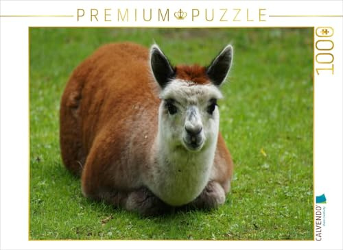 CALVENDO Puzzle Liegendes Alpaka Fohlen | 1000 Teile Lege-Größe 64 x 48 cm Foto-Puzzle für glückliche Stunden