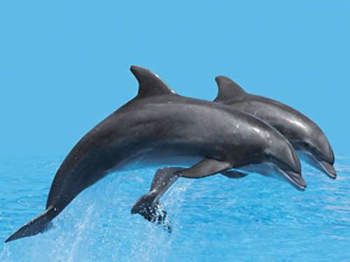 1art1 Delfine Springendes Delfin-Pärchen, 2-Teilig Fototapete Poster-Tapete 240x180 cm