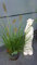 Lamperputzergras Pennisetum alopecuroides Hameln im 3 Liter Pflanzcontainer