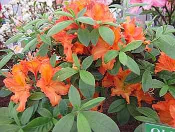 Rhododendron luteum Apricot - Azalea Apricot