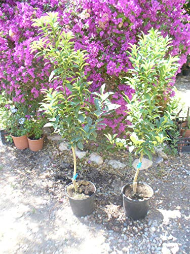 Viveros Jaravia, Árbol de Naranjo Chino, Naranjo Enano, Kumquat, género fortunella
