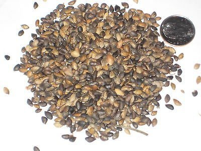 50 Waldkiefer Bonsai Seed Pack Pinus sylvestris