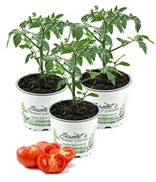 3er Set Fleischtomate, frischer Fleischtomatenstrauch,Tomatenpflanzen