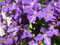 Lila Clematis 3 Samen Seltene harte Farbe zu finden! Must Have!