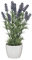 Gasper Lavendel im Topf