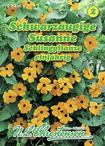 Schwarzäugige Susanne Thunbergia alata Schlingpflanze Saatgut