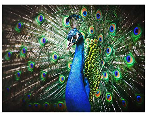PPS. Imaging Druck auf Glas Art Wand – Precious Pfau – Cross 3: 4 Druck auf Glas, Glas Druck, Glas Bild, Wandbild, Glas Bild, Wandbild, Glas Wandbild, Glas-, Wandbild, Dimension HxB: 60 cm x 80 cm